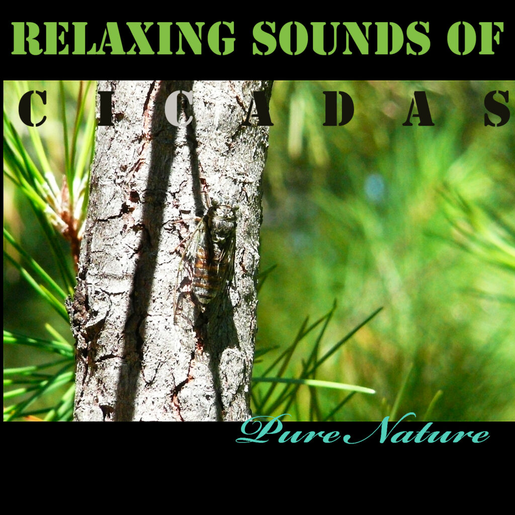 Pure Nature - RELAXING SOUNDS OF CICADAS